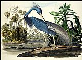 Louisiana Heron